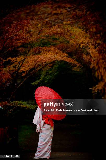 morning wild - autumnal forest trees japan fotografías e imágenes de stock