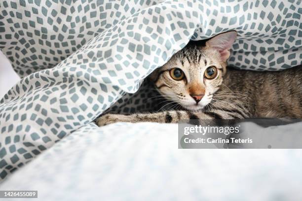 kitten hiding under bed sheets - cat hiding under bed stock pictures, royalty-free photos & images