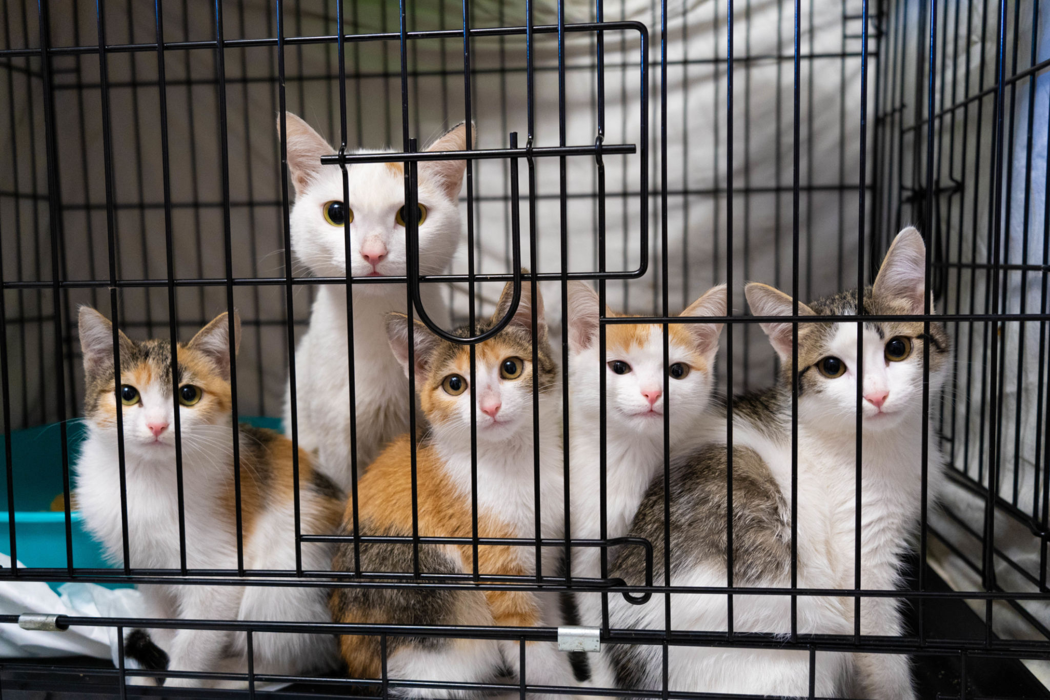 kitten adoption