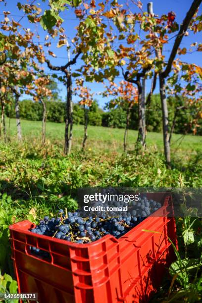 red plastic containers filled with grapes - grape harvest stock pictures, royalty-free photos & images