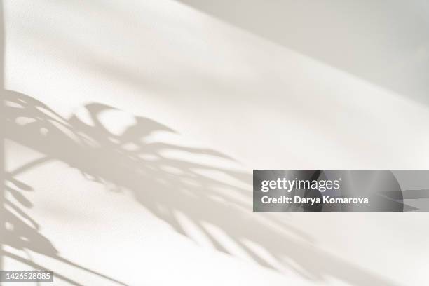 background with shadow of plants. the shadow of the monstera from the sun on the wall on paper wallpaper with copy space. natural background for your text. - interiors with plants and sun stock pictures, royalty-free photos & images