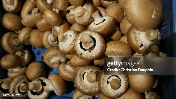 unpackaged mushrooms chestnut - flexible packaging stock pictures, royalty-free photos & images