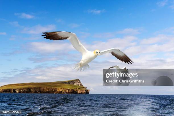 noss island, shetland, scotland, united kingdom - gannet stock pictures, royalty-free photos & images