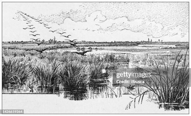 illustrations, cliparts, dessins animés et icônes de illustration ancienne : terres et eaux salées en france, camargue - swamp