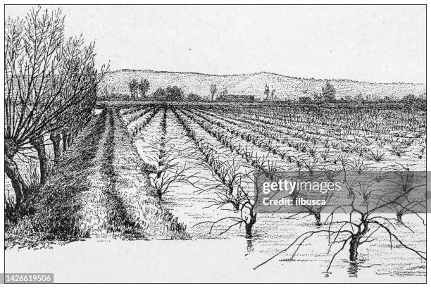 antique illustration: salty lands and waters in france, submerged vineyard, narbonnais - languedoc roussillon stock illustrations