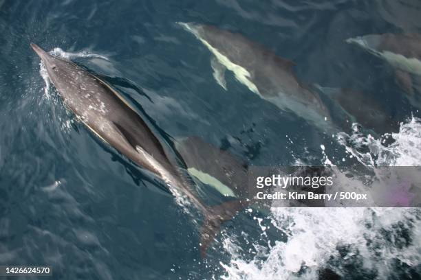 high angle view of spinner dolphin swimming in sea,san diego,california,united states,usa - whale jumping stock pictures, royalty-free photos & images