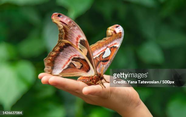 child holds a butterfly on their hand coscinocera hercules selective - mariposa nocturna atlas fotografías e imágenes de stock