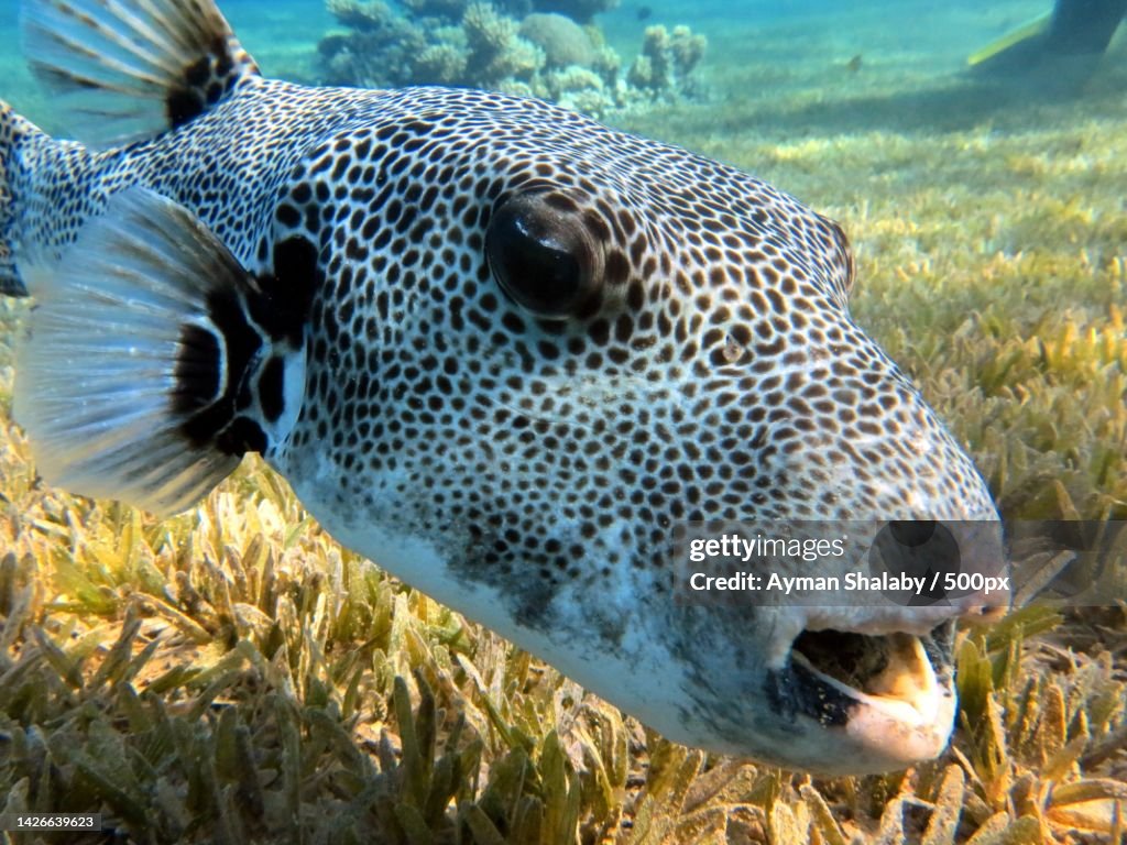 Close-up of puffer saltwater tropical balloonfish swimming in sea