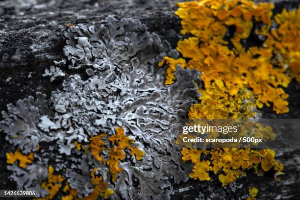 close-up of yellow flowering plant on rock - lachen photos et images de collection