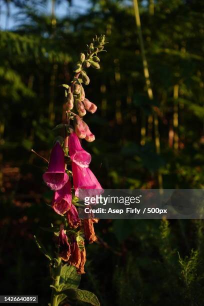 close-up of pink flowering plant - digitalis grandiflora stock pictures, royalty-free photos & images