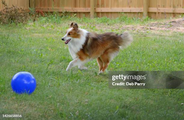 shetland sheepdog chasing a ball - chasing tail stock pictures, royalty-free photos & images