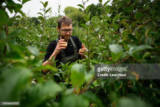 Volunteer Jake Reed takes part in an organised collection of unharvested Estival apples, traditionally known as "gleaning", at Maynard's fruit farm...