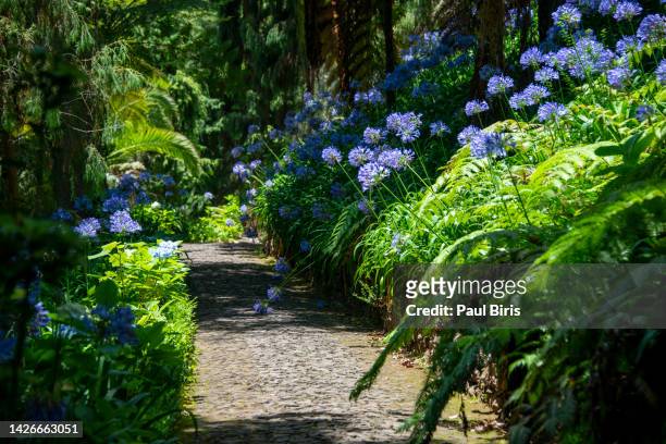 path in the garden with agapanthus blue flowers. lily of the nile or african lily flowering plant, madeira, portugal - african lily photos et images de collection