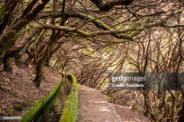 levada das 25 fontes and levada do risco walkways with luscious flowers on madeira island during a beautiful summer day - meerkanal stock-fotos und bilder