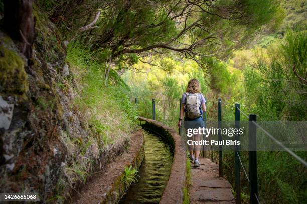 hiking levada trail 25 fontes in laurel forest - path to the famous twenty-five fountains in beautiful landscape scenery - madeira island, portugal - madeira flowers stock-fotos und bilder