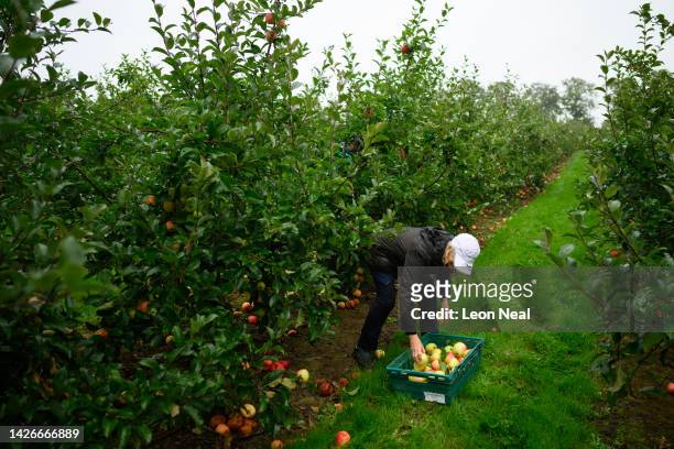 Volunteer takes part in an organised collection of unharvested Estival apples, traditionally known as "gleaning", at Maynard's fruit farm on...