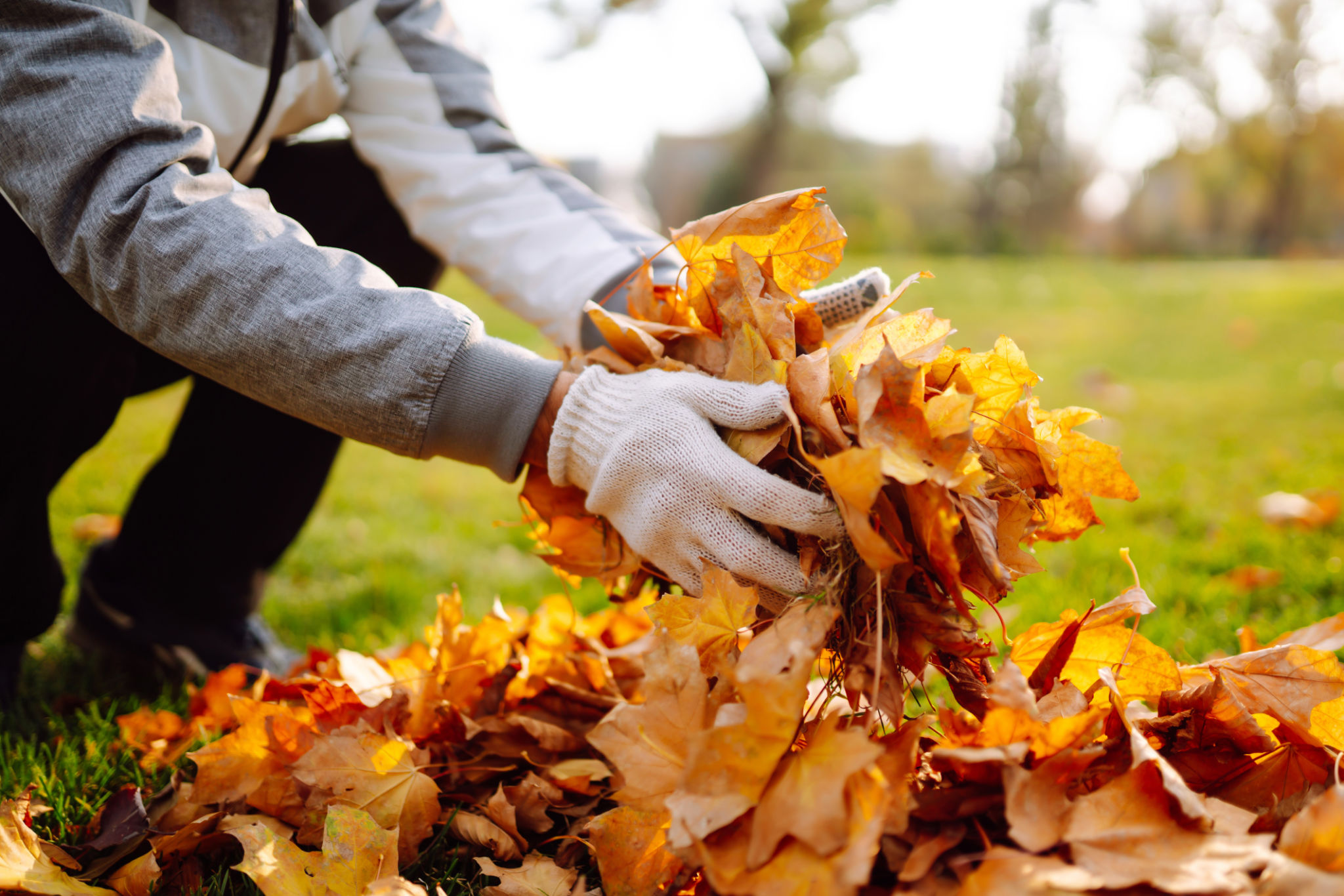 autumn leaves yard
