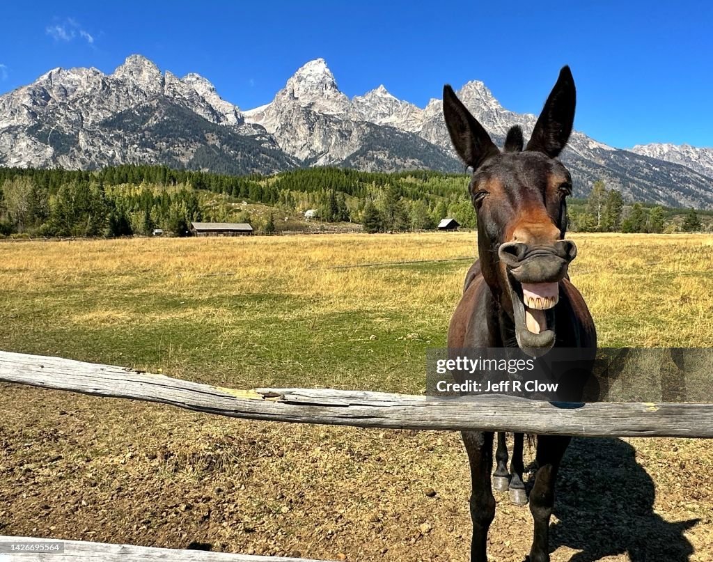 Mule appears to be laughing in front of the Tetons