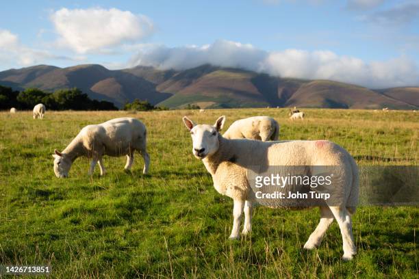 keswick sheep looking at camera - cumbrian mountains stock pictures, royalty-free photos & images