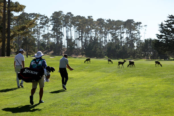 jerry kelly walks up the 17th hole while a herd of deer eat grass during round one of the