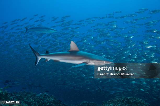 sharks underwater in kwajalein atoll - marshall islands imagens e fotografias de stock