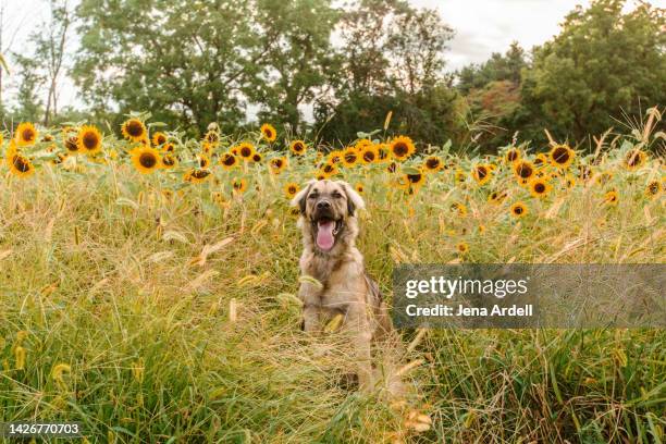 summer dog outside, happy dog, cute puppy outside in sunflower field - culotte sur la tête photos et images de collection