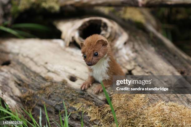 130 Weasel Food Stock Photos, High Biology Diagrams