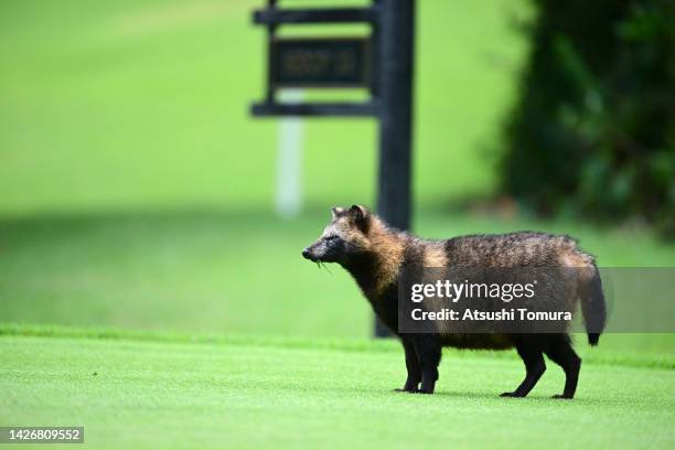 Japanese raccoon dog is seen during the second round of Miyagi TV Cup Dunlop Ladies Open at Rifu Golf Club Mihama Course on September 24, 2022 in...