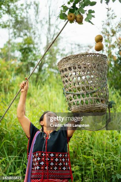 hmong hilltribe donna che raccoglie frutta biologica chiang mai, thailandia - chiang rai foto e immagini stock