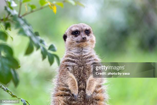 meerkat - yasa stock pictures, royalty-free photos & images