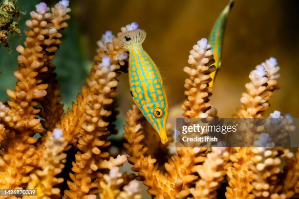 harlequin filefish oxymonacanthus longirostris in acropora corals, palau, micronesia - staghorn coral stock pictures, royalty-free photos & images
