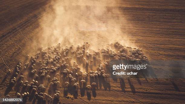 flock of sheep walking at sunset in the evening making dust - semi arid stock pictures, royalty-free photos & images