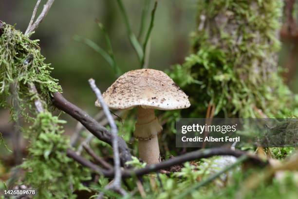 schöne natur wald in bodenhöhe - in bodenhöhe 個照片及圖片檔