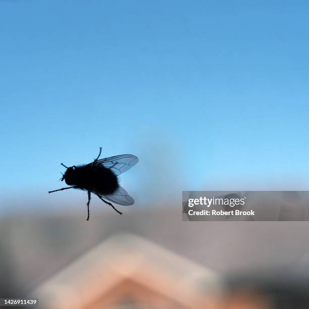 Fly Smashed Into Window Housefly Window Photos and Premium High Res Pictures - Getty Images