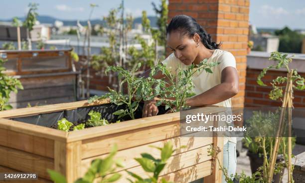 adult woman arranging plants in her rooftop garden - urban garden 個照片及圖片檔