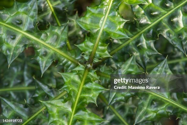 acanthus montanus bear's breech - acanthus leaf stock pictures, royalty-free photos & images