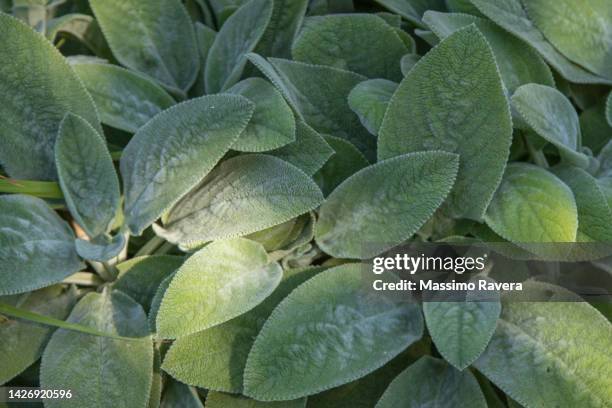 lamb's ears - stachys byzantina - big ears stock pictures, royalty-free photos & images