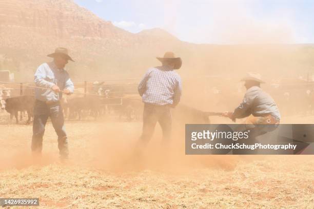 three cowboys wrestle steer calf in dust cloud - livestock branding stock pictures, royalty-free photos & images