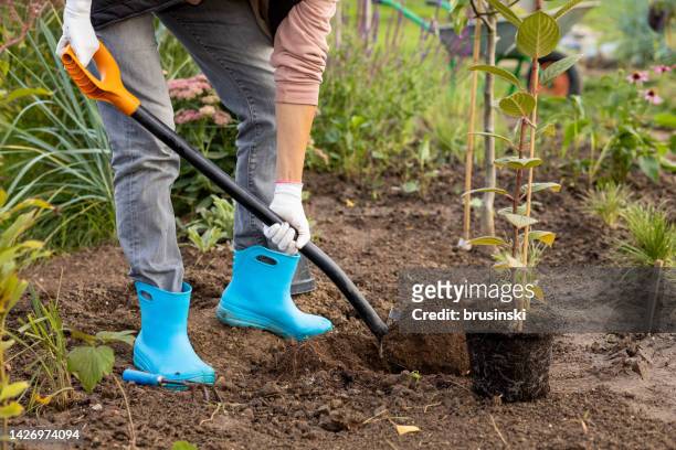 40 year old white woman planting hydrangeas in her garden - hydrangea lifestyle stockfoto's en -beelden