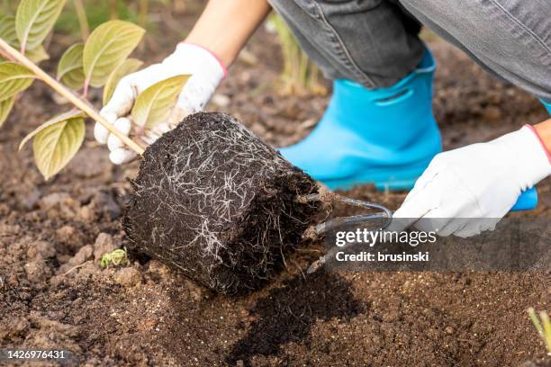 40 year old white woman planting hydrangeas in her garden - hydrangea root stock pictures, royalty-free photos & images