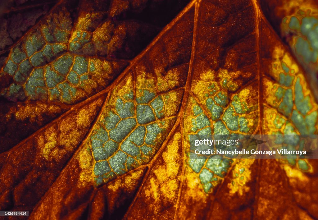 Back lit Multi coloured Back side of a Begonia Leaf