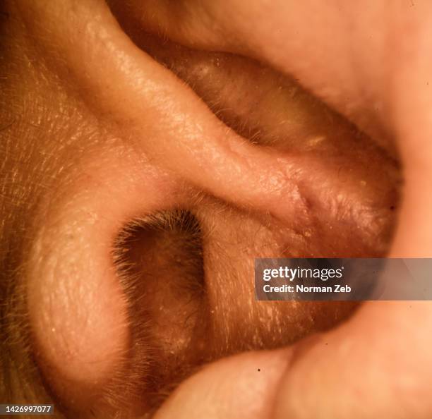 the human ear. - ear drum stock pictures, royalty-free photos & images