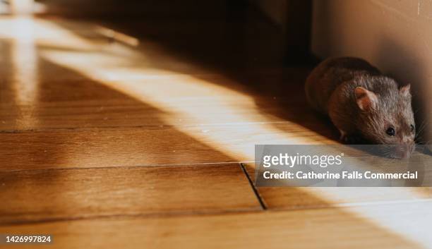 brown syrian hamster hides in the shadows - knaagdier stockfoto's en -beelden