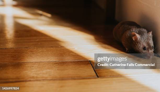 brown syrian hamster hides in the shadows - rodent stock pictures, royalty-free photos & images