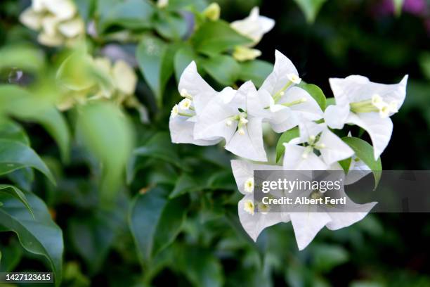 white bougainvillea - bougainvillea stock pictures, royalty-free photos & images