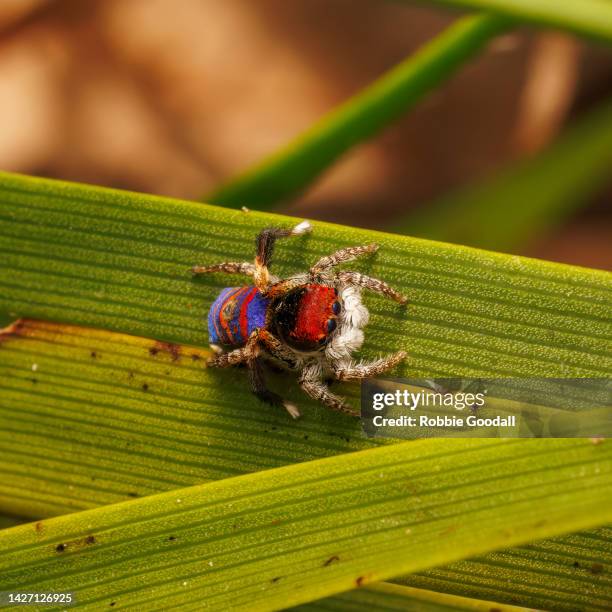 male peacock spider (maratus gemmifer) - peacock spider stock pictures, royalty-free photos & images