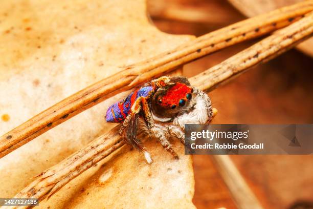 male peacock spider (maratus gemmifer) - peacock spider stock pictures, royalty-free photos & images