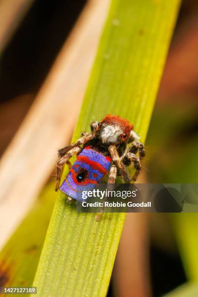 male peacock spider (maratus gemmifer) - peacock spider stock pictures, royalty-free photos & images