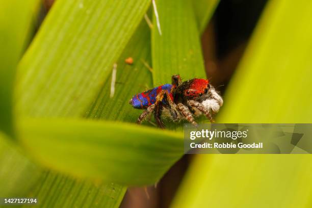 male peacock spider (maratus gemmifer) - peacock spider stock pictures, royalty-free photos & images