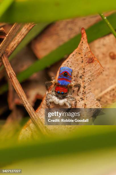 male peacock spider (maratus gemmifer) - peacock spider stock pictures, royalty-free photos & images
